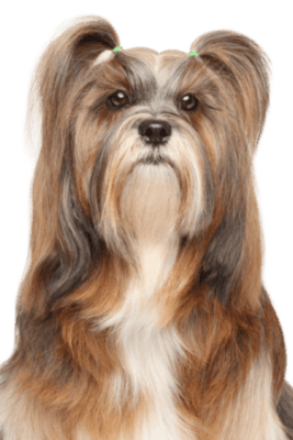 Lhasa Apso