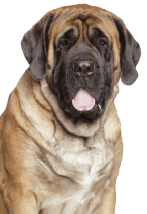 Mastiff