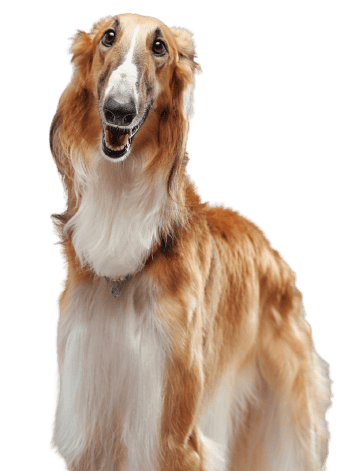 Saluki