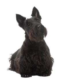 Scottish Terrier (3)