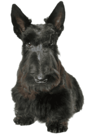 Scottish Terrier