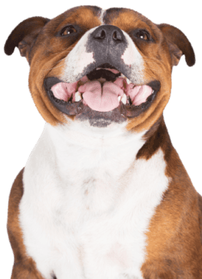 Staffordshire Bullterrier