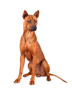 Thai Ridgeback (5)