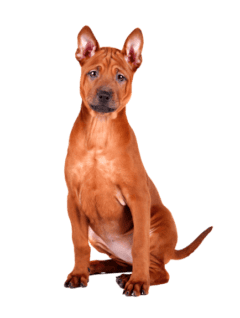 Thai Ridgeback (6)