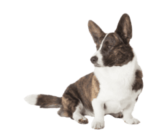 Welsh Corgi Cardigan (2)