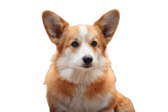 Welsh Corgi Cardigan