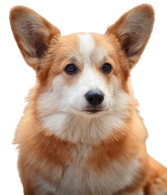 Welsh Corgi Cardigan