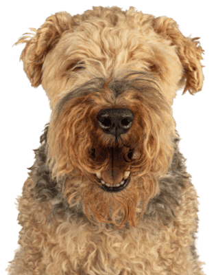 Welsh Terrier (1)