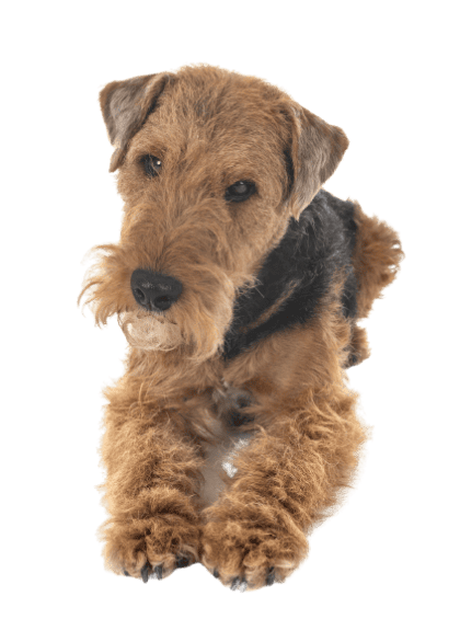 Welsh Terrier (2)