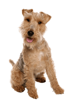 Welsh Terrier (5)