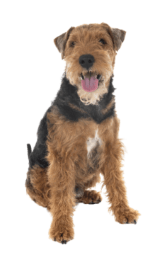 Welsh Terrier (6)