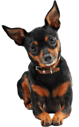 Zwergpinscher (1)