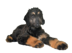 Afghanischer Windhund (6)