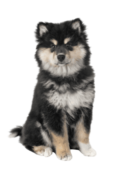 Finnischer Lapphund (4)