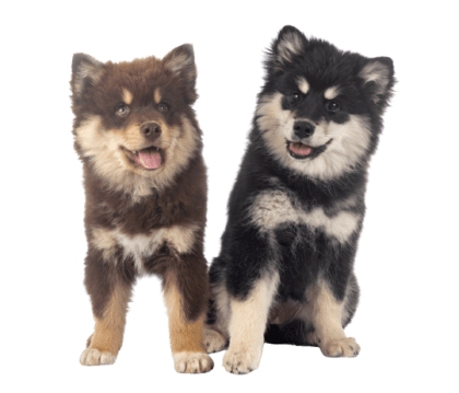 Finnischer Lapphund (5)