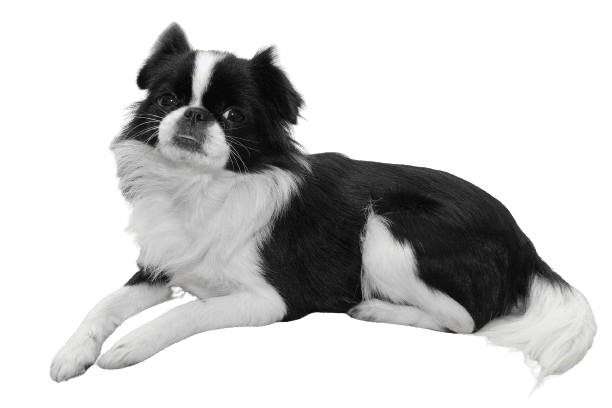 Japanese Chin