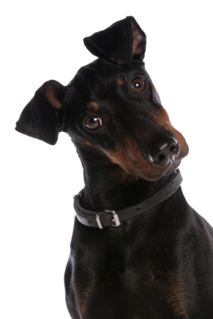 Manchester Terrier