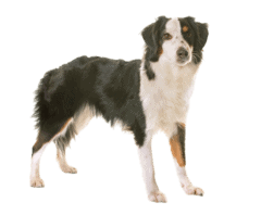 Miniature American Shepherd (2)