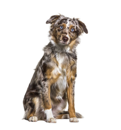 Miniature American Shepherd (3)