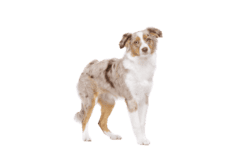 Miniature American Shepherd (6)