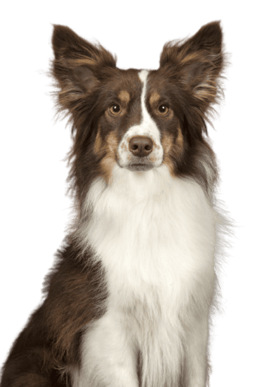 Miniature American Shepherd