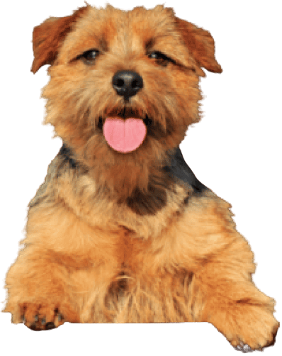 Norfolk Terrier