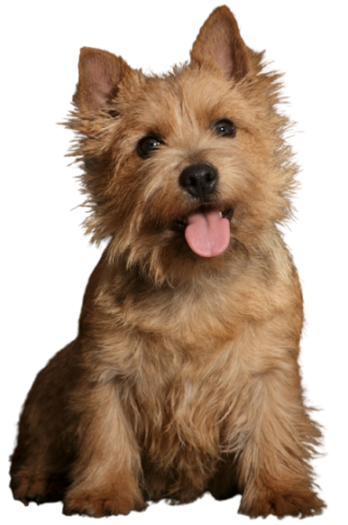 Norwich Terrier