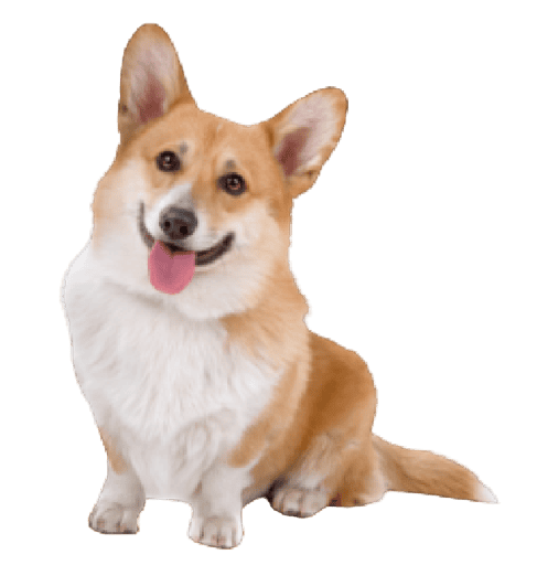 Pembroke Welsh Corgi