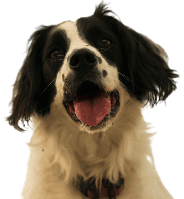 Welsh Springer Spaniel