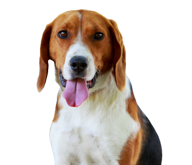 American Foxhound