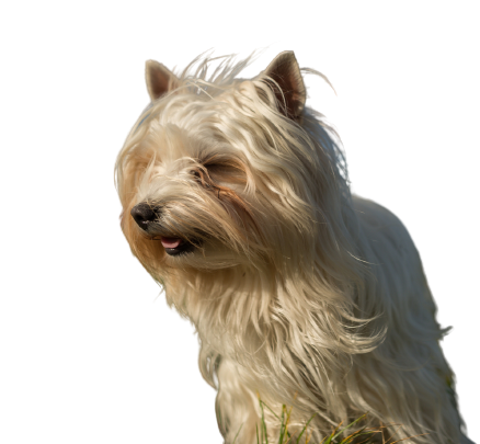 Australian Silky Terrier