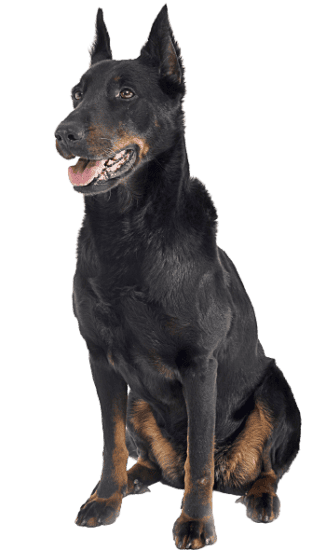 Beauceron