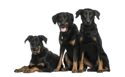 Beauceron (3)