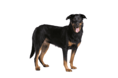 Beauceron (4)