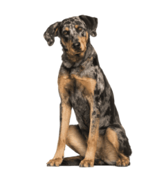 Beauceron (6)