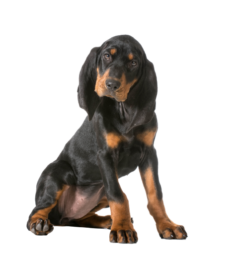 Black and Tan Coonhound (3)