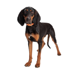 Black and Tan Coonhound (4)