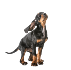 Black and Tan Coonhound (6)