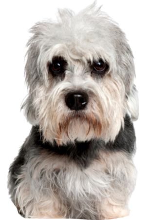 Dandie Dinmont Terrier