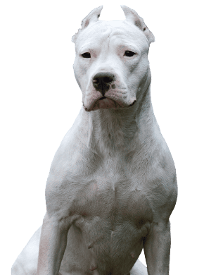 Dogo Argentino