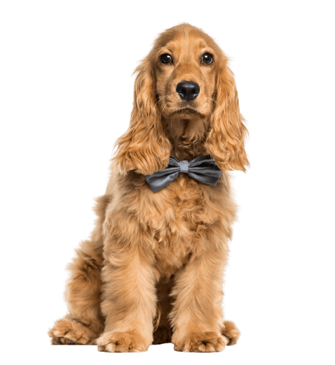 English Cocker Spaniel