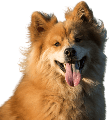 Eurasier