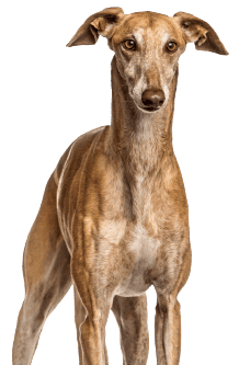 Galgo Español