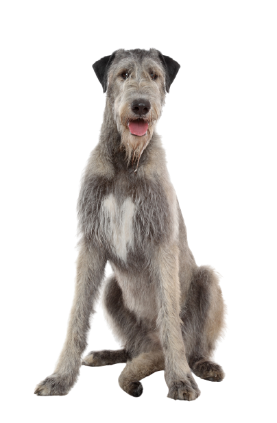 Irish Wolfhound (3)