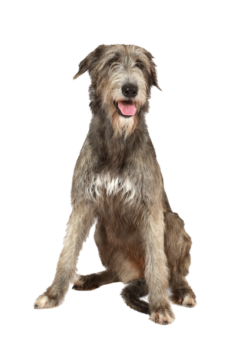 Irish Wolfhound (4)