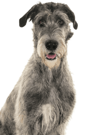 Irish Wolfhound