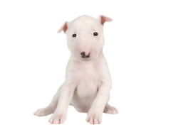 Miniature Bull Terrier (6)