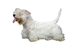Sealyham Terrier (3)