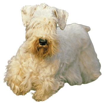 Sealyham Terrier