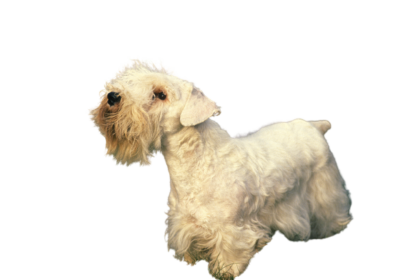 Sealyham Terrier (6)